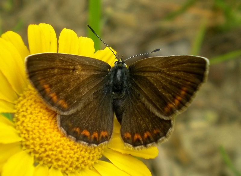 confermiamo Polyommatus thersites?